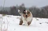 BERGER AUSTRALIEN PUPPIES 432